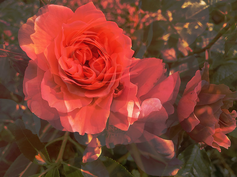 Flower & Art Gallery